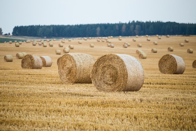 Balle di fieno sul campo dopo il raccolto