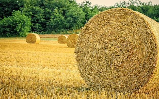 Balle di paglia nel campo raccolto durante l'estate