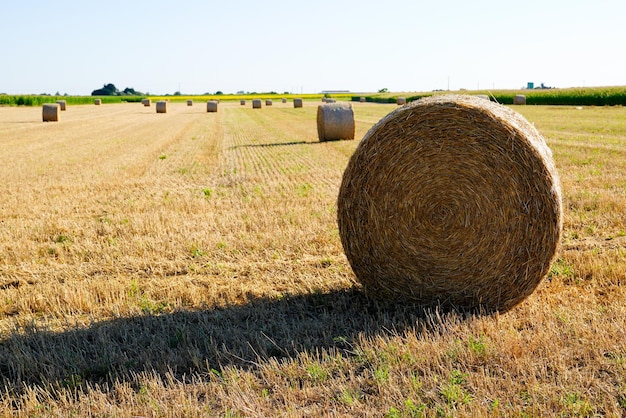 Balle di paglia raccolte nel campo su terreni agricoli