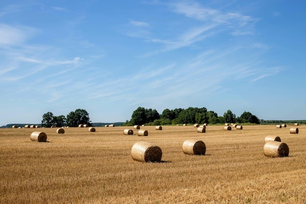 Balle di paglia su terreni agricoli con cielo blu Agricoltura Raccolta