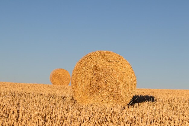 balle di paglia su un campo di grano raccolto.