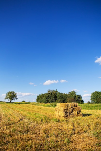 Balle rettangolari di paglia su terreni agricoli con bel cielo blu raccolta Luce calda del tramonto estivo