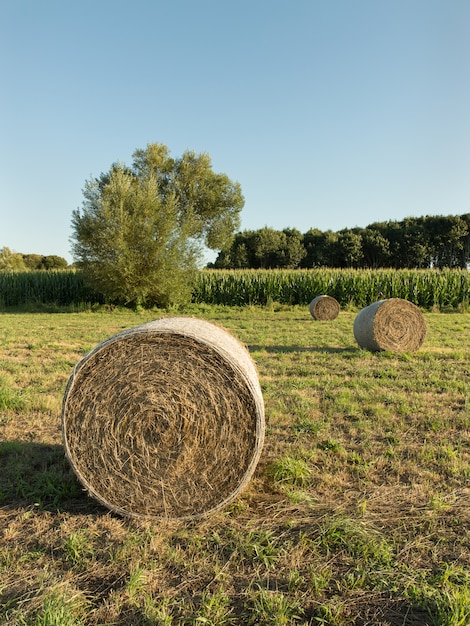 Balle rotonde di fieno raccolte in un campo agricolo. Cielo blu