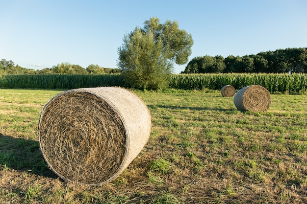 Balle rotonde di fieno raccolte in un campo agricolo