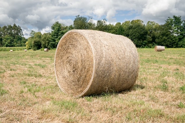 Balle rotonde di fieno raccolte in un campo agricolo