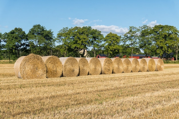 Balle rotonde di paglia su un campo smussato