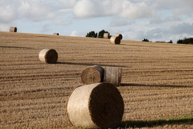 Balle rotonde nel campo.