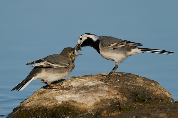 Ballerina bianca Motacilla alba