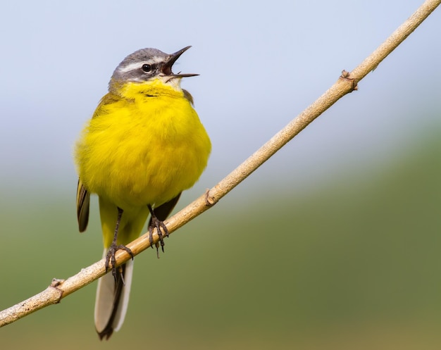 Ballerina gialla occidentale Motacilla flava L'uccello canta seduto su un ramoscello sottile