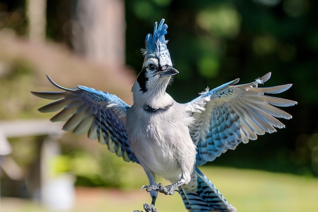 Balletto aereo Azure Blue Jay