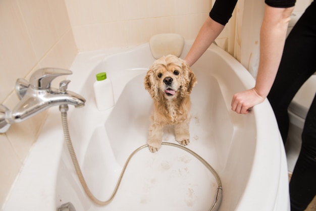 Balneazione di American Cocker Spaniel.