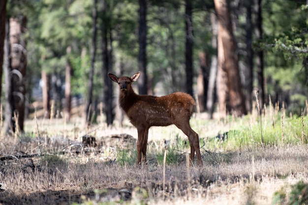 Bambi natura animali concetto cervo dalla coda bianca fulvo capriolo capreolus bella fauna selvatica buck