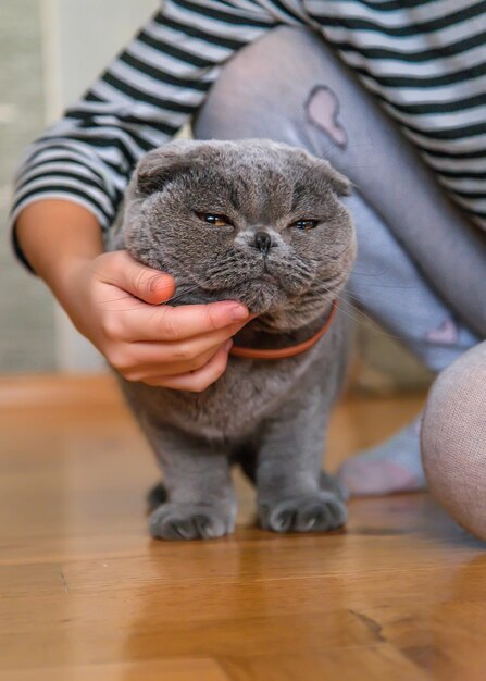 Bambina a casa con un gatto. Messa a fuoco selettiva.