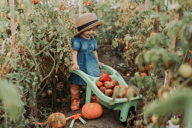 Bambina che raccoglie il raccolto di frutta e verdura e lo mette in una carriola da giardino giovane agricoltore