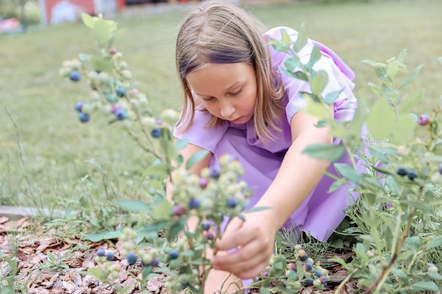 Bambina che raccoglie mirtilli in giardino