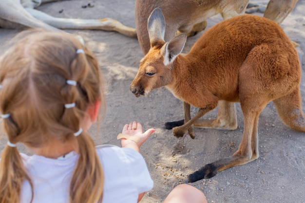Bambina che si occupa di un canguro australiano