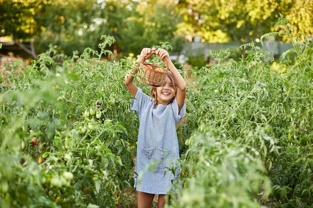 Bambina con cesto in mano, divertirsi, raccolta di pomodori rossi biologici a casa giardinaggio, produzione di alimenti vegetali. Pomodoro in crescita, raccolto autunnale.