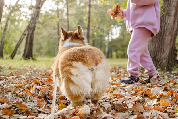 Bambina con un amichevole cucciolo di Welsh Pembroke Corgi che si diverte a giocare seduto vicino a casa