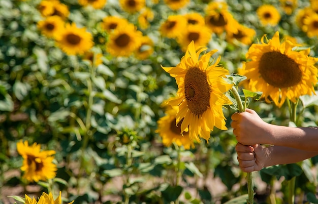 Bambina in un campo di girasoli. Messa a fuoco selettiva.