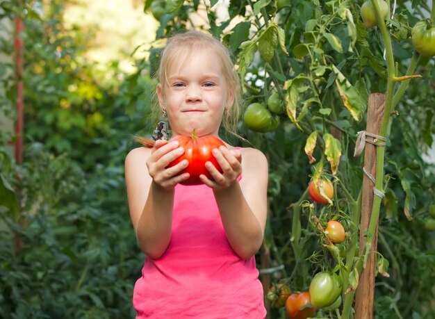 Bambina in un raccolto di pomodori in serra