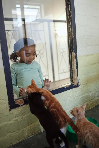 Bambina o finestra di vetro del gatto che fa shopping in un rifugio per animali carità della comunità felina o senzatetto sviluppo di animali da salvataggio Adozione di gattini o animali domestici adottiva bambino curioso o giovane volontario