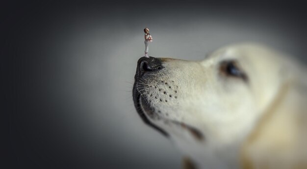 Bambina sul naso del cane. Tecnica mista