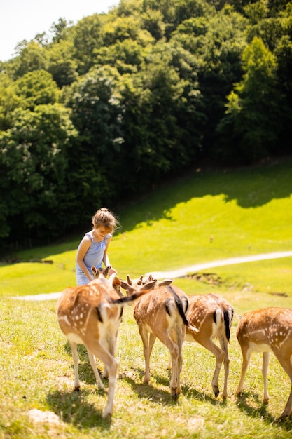 Bambina sveglia tra la mandria di renne nella giornata di sole