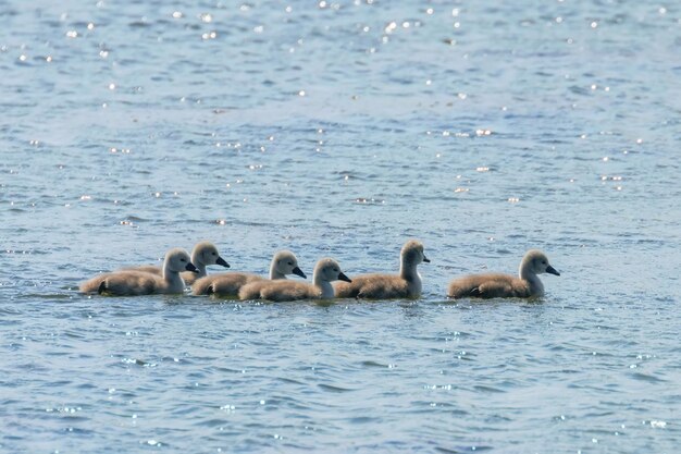 Bambini di cigno, Cygnus Olor, cucciolo di cigno carino