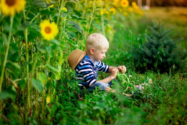 Bambino biondo ragazzo seduto in un campo con girasoli in estate, stile di vita dei bambini.