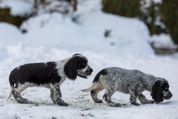 Bambino carino di cane inglese Cocker Spaniel cucciolo