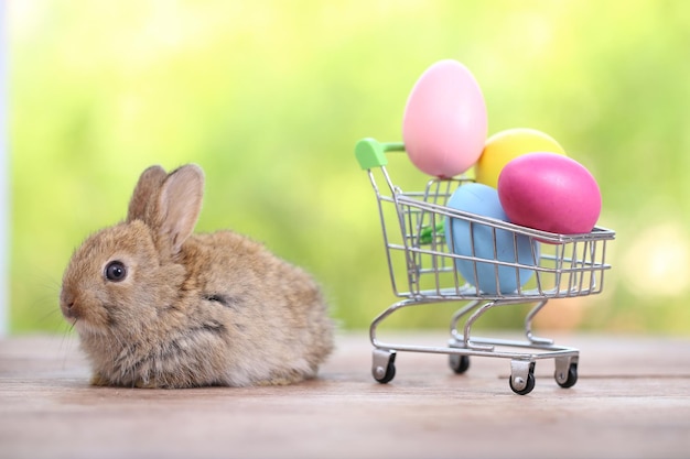 Bambino carino e adorabile coniglio seduto sull'erba verde Piccolo e giovane coniglietto è un adorabile animale domestico peloso Concetto di Pasqua su sfondo giallo uovo ed erba con bokeh come sfondo della natura