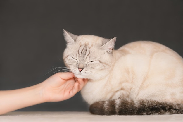 Bambino che accarezza un simpatico gatto scozzese a casa Animale domestico adorabile