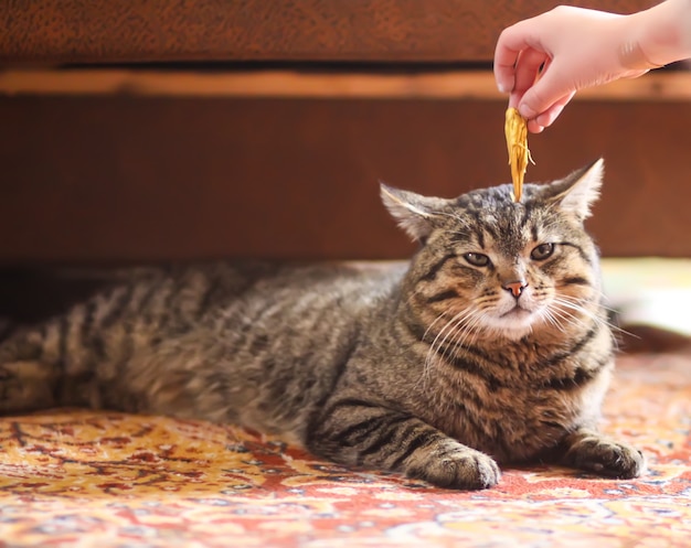 Bambino che gioca con il gatto domestico pigro a casa.