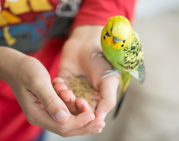 Bambino che gioca con il suo pappagallo domestico e alimentarlo