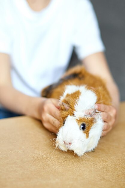 Bambino che gioca con la cavia, resta a casa del bambino in quarantena.