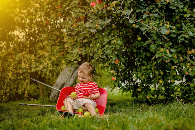 Bambino che raccoglie le mele e le mette in una carriola