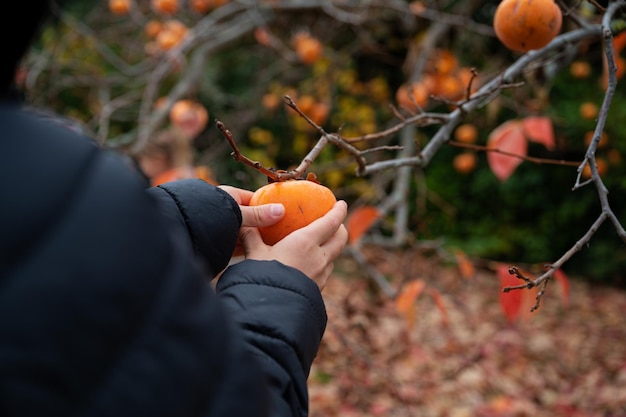 Bambino che raccoglie un frutto maturo di cachi da un albero in una natura autunnale.