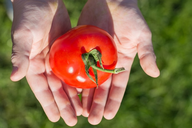 Bambino che tiene i pomodori nelle mani