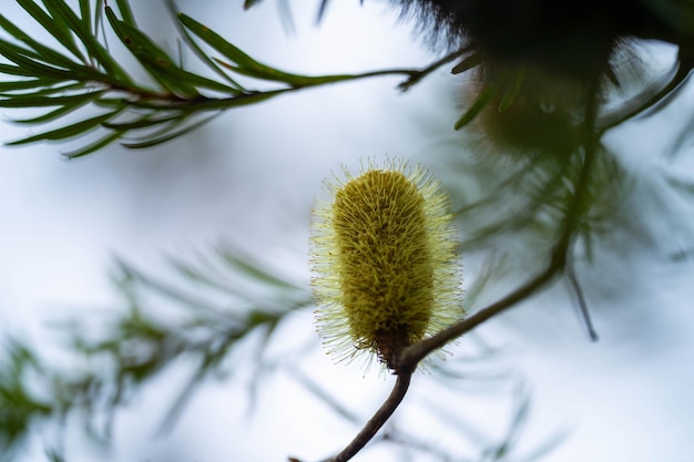 bambino che tiene in mano un fiore di Banksia in Australia