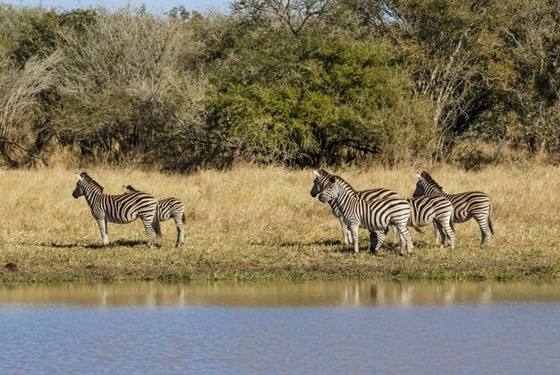 Bambino comune della zebra Kruger National Park Sud Africa