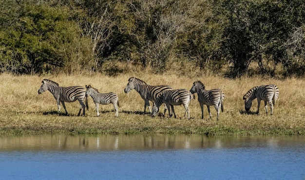 Bambino comune della zebra Kruger National Park Sud Africa