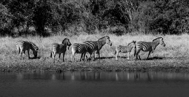 Bambino comune della zebra Kruger National Park Sud Africa