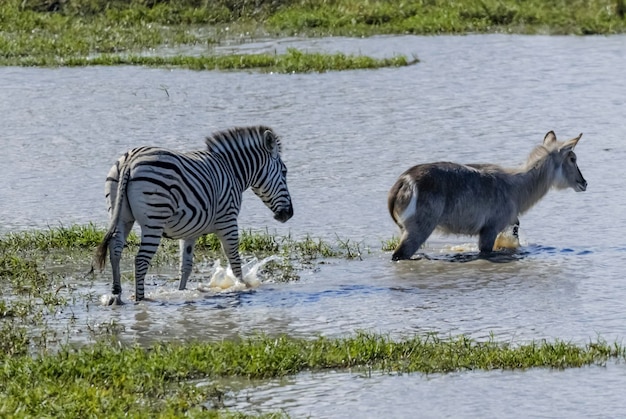 Bambino comune della zebra Kruger National Park Sud Africa