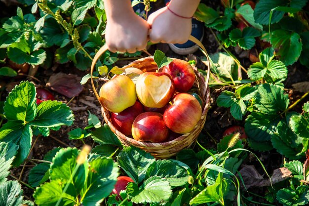 Bambino con bambino con una mela Fuoco selettivo Cibo da giardino