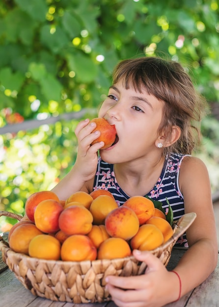 Bambino con la raccolta del giardiniere delle albicocche. Messa a fuoco selettiva.