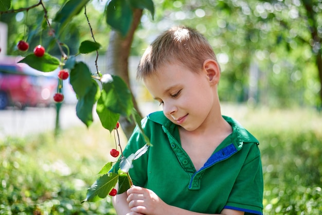 Bambino di sei anni vicino a un albero con ciliegie