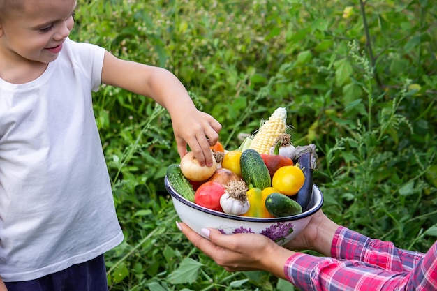 Bambino in giardino con verdure nelle sue mani Messa a fuoco selettiva