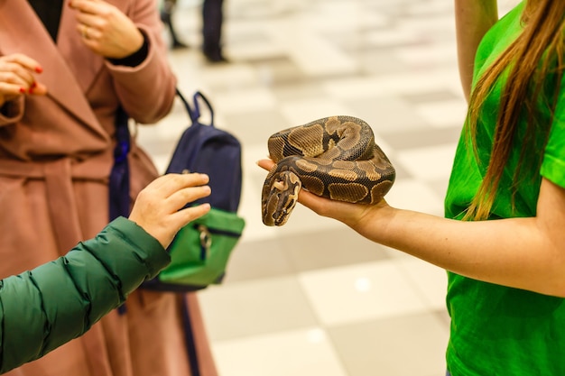 Bambino mano che tiene il boa serpente, Halloween