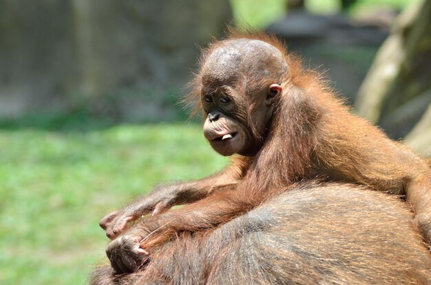 Bambino orang utan