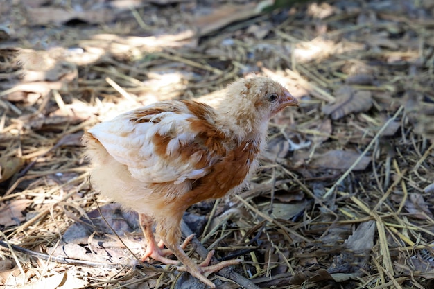 Bambino Rhode Island Red in giardino alla Tailandia